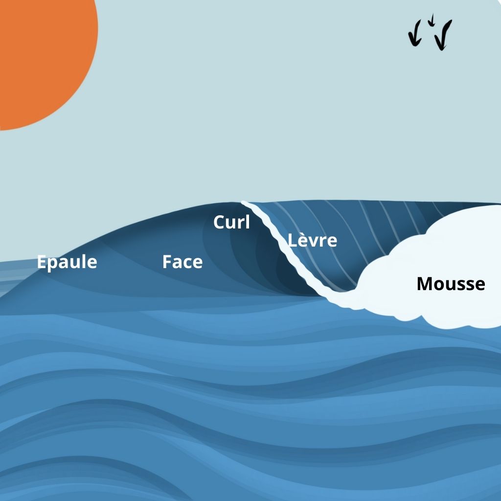 Surf, l'anatomie d'une vague